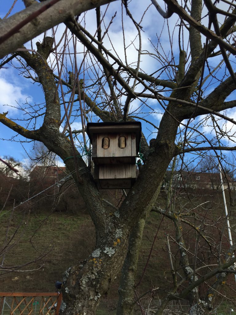 Gartenrotschwanzprojekt - Hagnau Birsfelden Jan. 2019 (© NVVB)