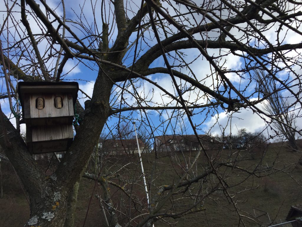 Gartenrotschwanzprojekt - Hagnau Birsfelden Jan. 2019 (© NVVB)