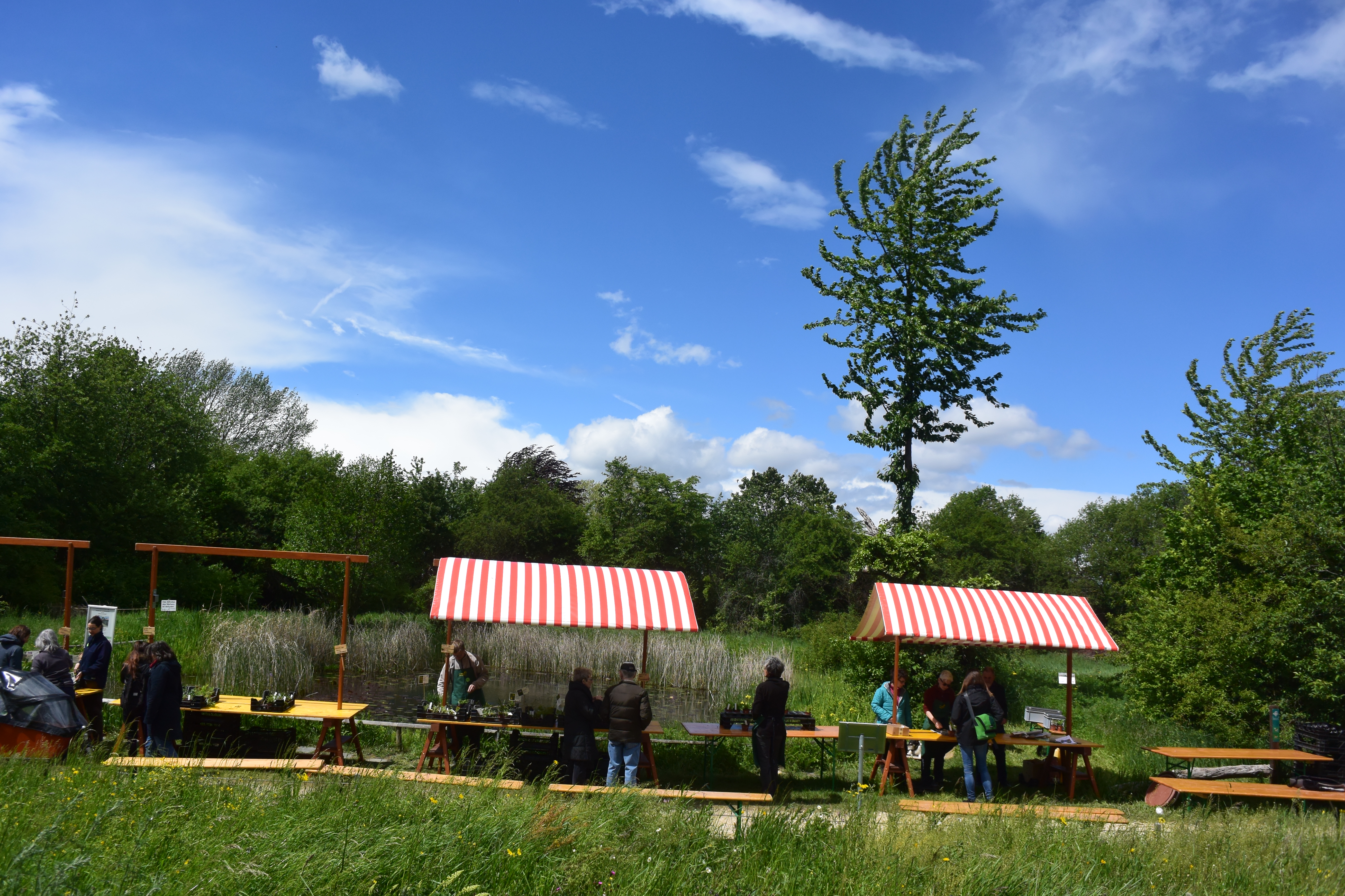 Wildpflanzenmarkt 2018 - Biotop Am Stausee, 11. Mai 2019 (© NVVB)