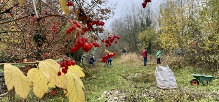 Pfleigeeinsatz - Weiheranlage Hard, 21. Nov. 2020 (© NVVB)