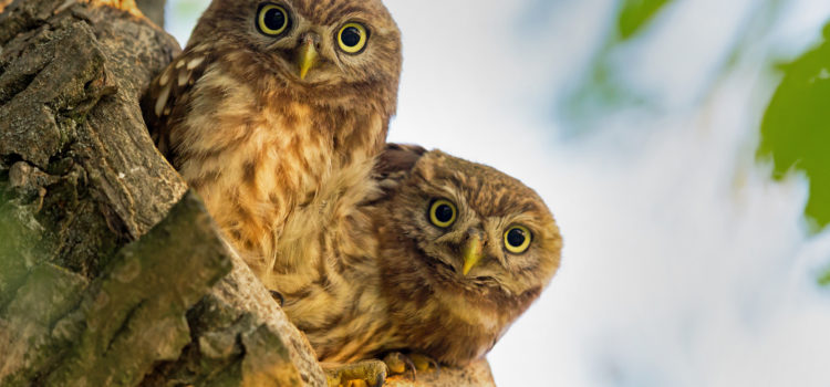 Steinkauz: Vogel des Jahres 2021 (© M.Schaef)