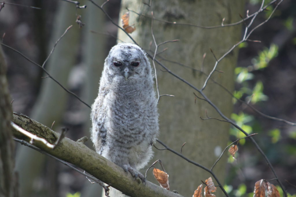 Waldkauz Nestling - Hardwald 25.3.2021 (© NVVB)