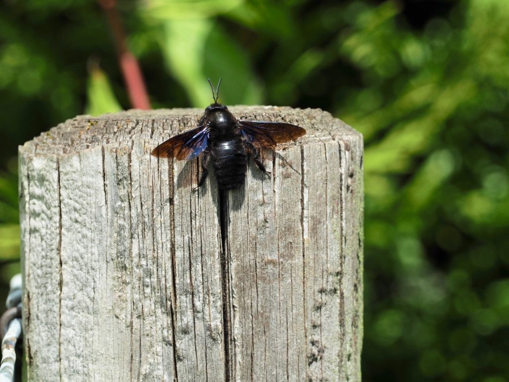 Blaue Holzbiene - Exkursion: Rebberg Zinggibrunn, 8. Mai 2021 (© Daniel Fluri)