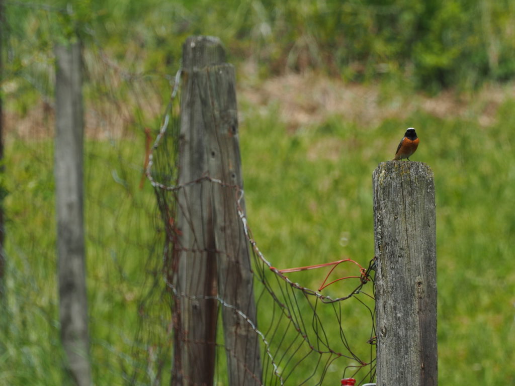 Gartenrotschwanz Männchen - Exkursion: Rebberg Zinggibrunn, 8. Mai 2021 (©Daniel Fluri)