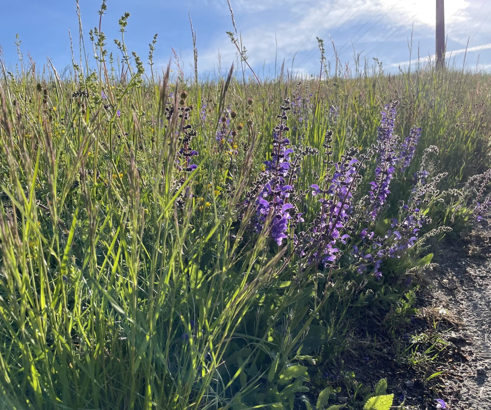 Exkursion: Rebberg Zinggibrunn, 8. Mai 2021 (© NVVB)