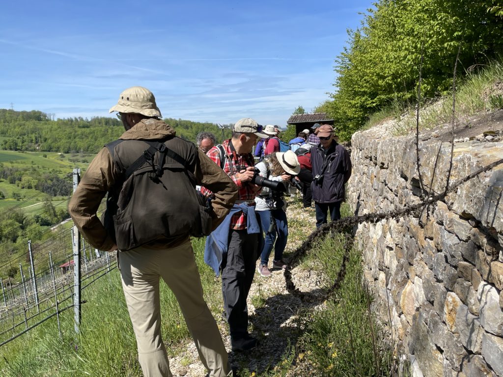 Exkursion: Rebberg Zinggibrunn, 8. Mai 2021 (© NVVB)