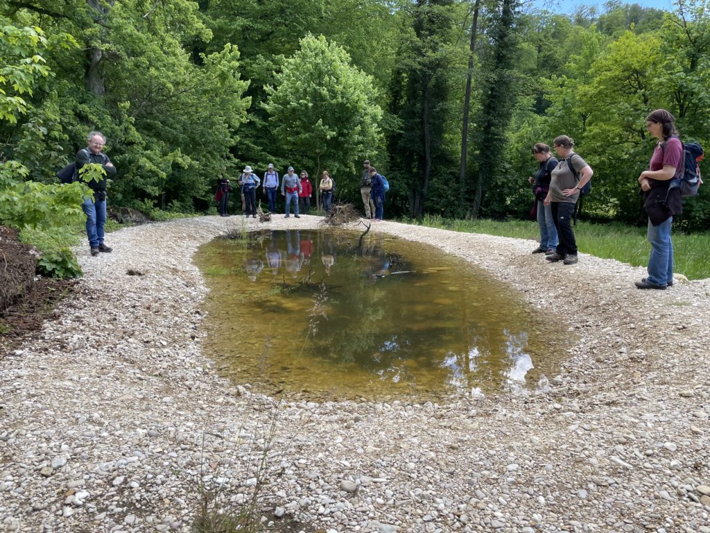 Mühlibachteiche - Exkursion Birsfelden - Rüttihard - Muttenz, 22. Mai 2021 (© NVVB)