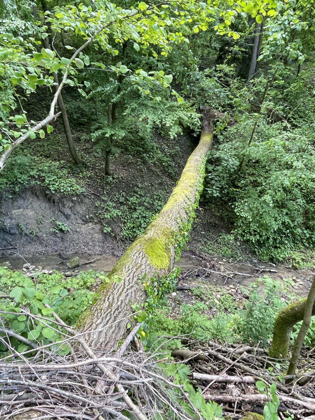 Naturbrücke Rothallenweg - Exkursion Birsfelden - Rüttihard - Muttenz, 22. Mai 2021 (© NVVB)