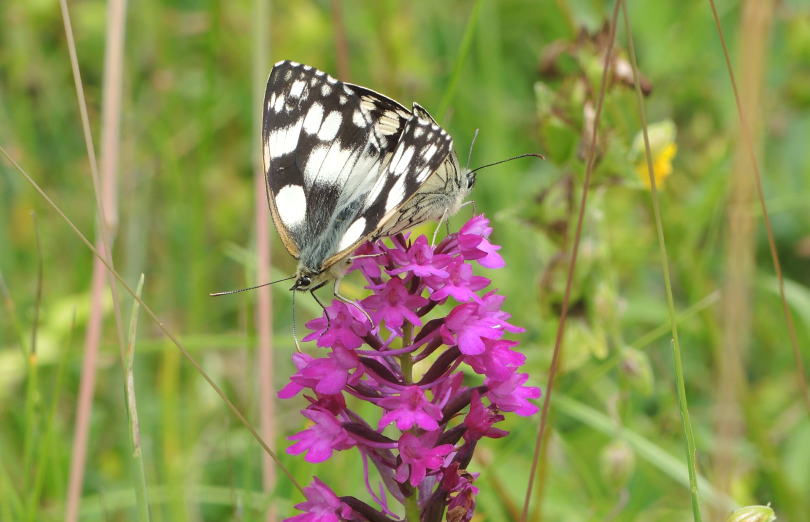 'Schachbrettfalter © Pro Natura Solothurn'