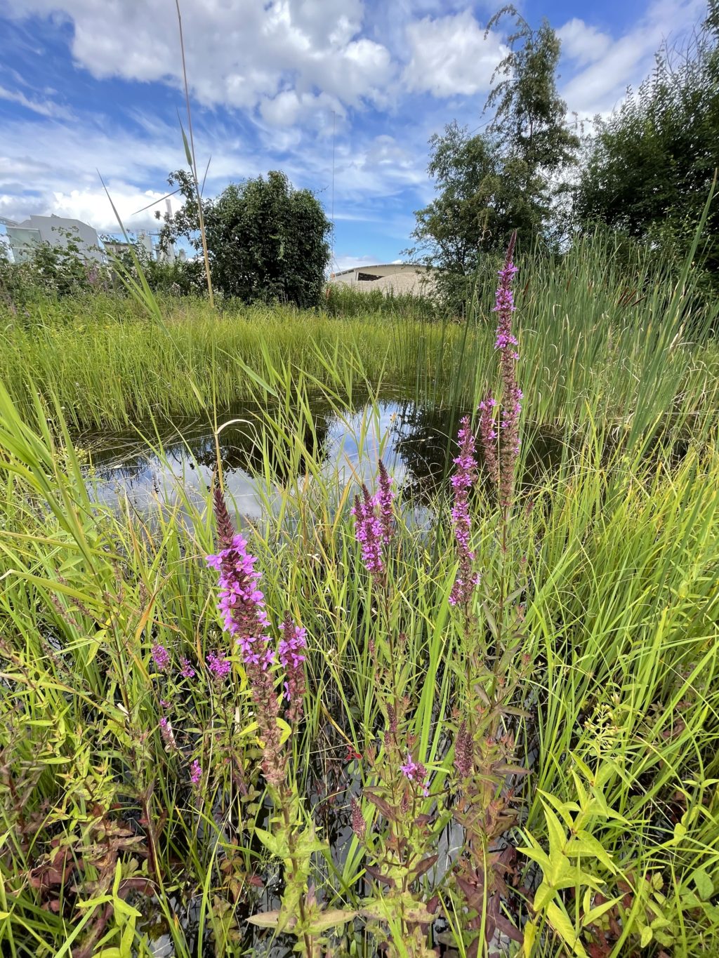 1. Teich - Weiheranlage Hard, 6. August 2021 (© NVVB)