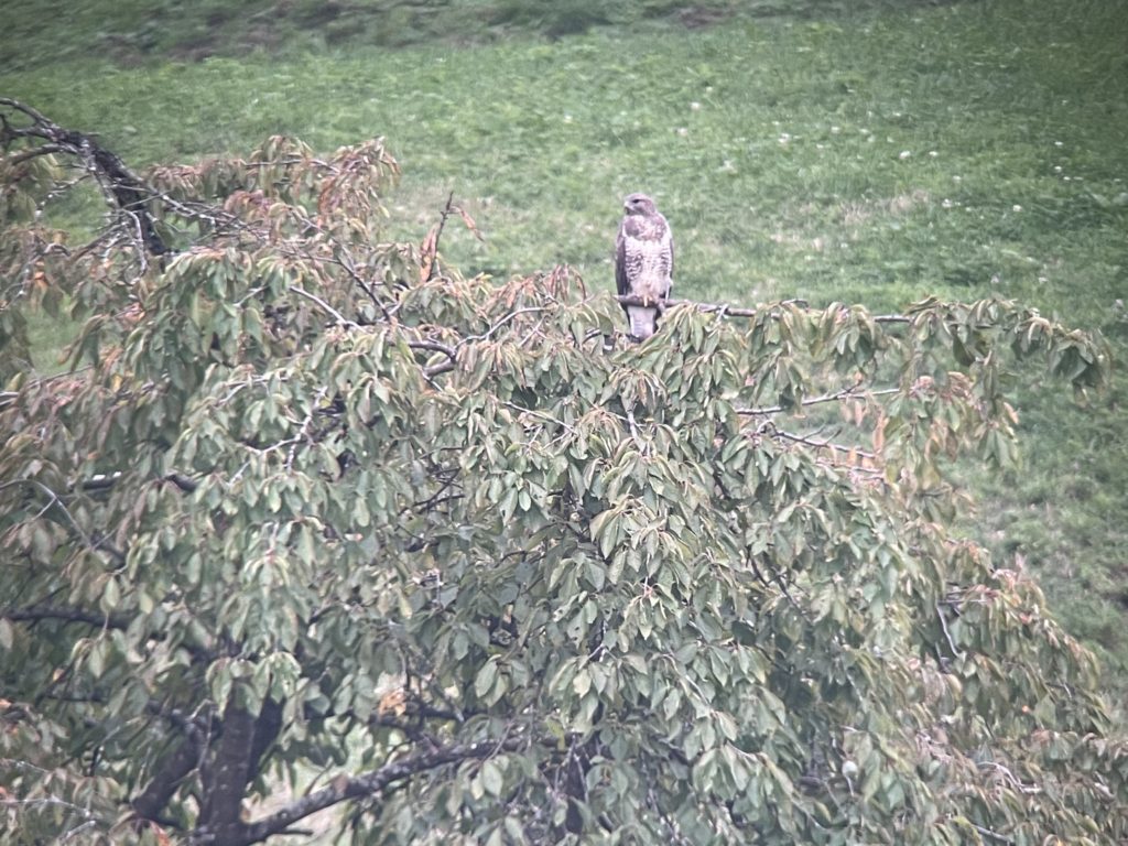 Mäussebussard - EuroBirdwatch 2021 (© NVVB)