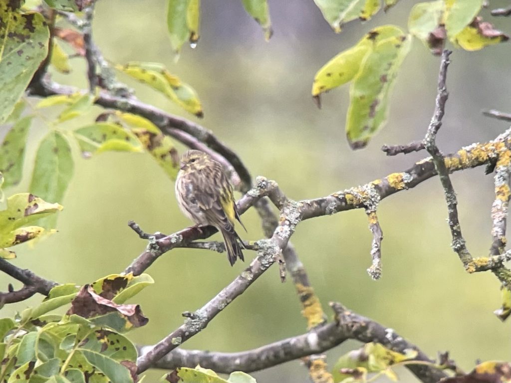 Girlitz - EuroBirdwatch 2021 (© NVVB)