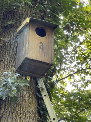 Dachreperatur Waldkauz-Nistkasten, 9.10.2021 (© NVVB)