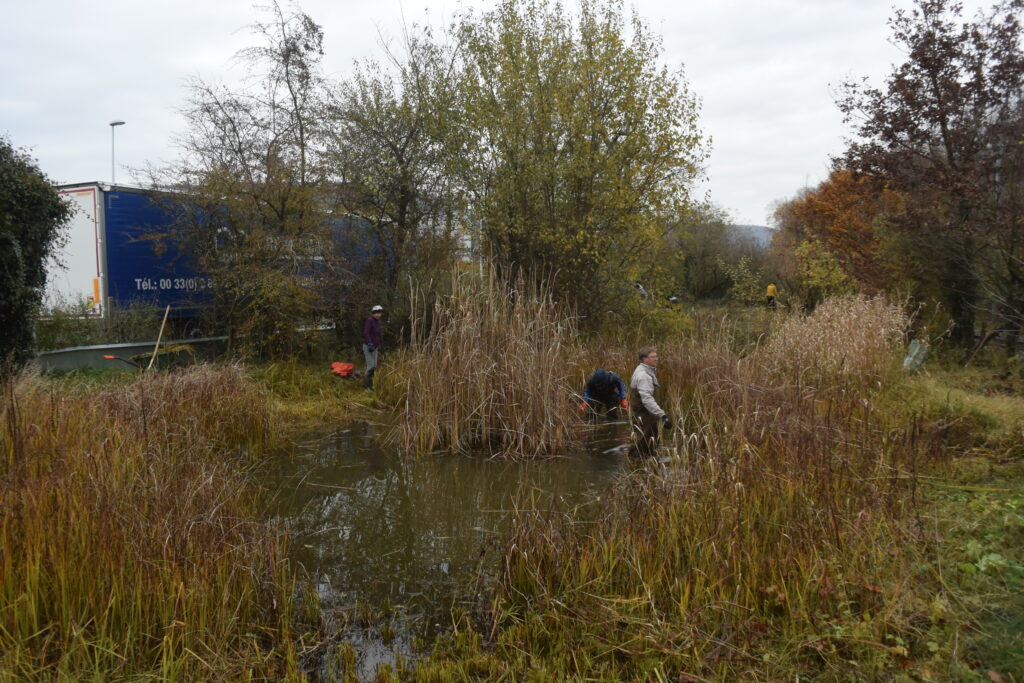 Pflegeeinsatz - Weiheranlage Hard, 13. November 2021 (© NVVB)