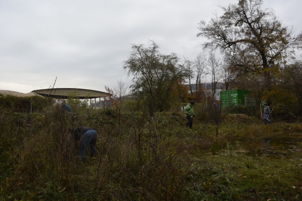 Pflegeeinsatz - Weiheranlage Hard, 13. November 2021 (© NVVB)