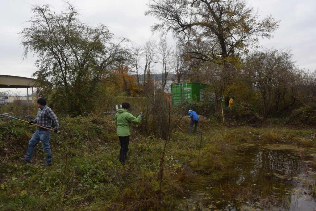 Pflegeeinsatz - Weiheranlage Hard, 13. November 2021 (© NVVB)