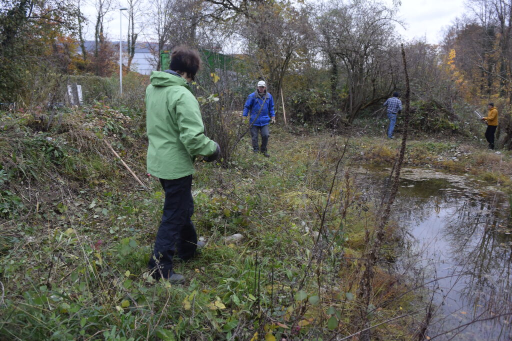 Pflegeeinsatz - Weiheranlage Hard, 13. November 2021 (© NVVB)