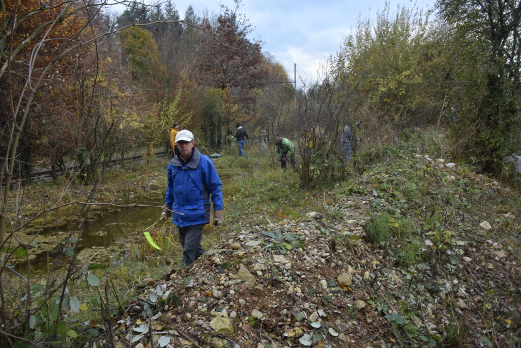 Pflegeeinsatz - Weiheranlage Hard, 13. November 2021 (© NVVB)