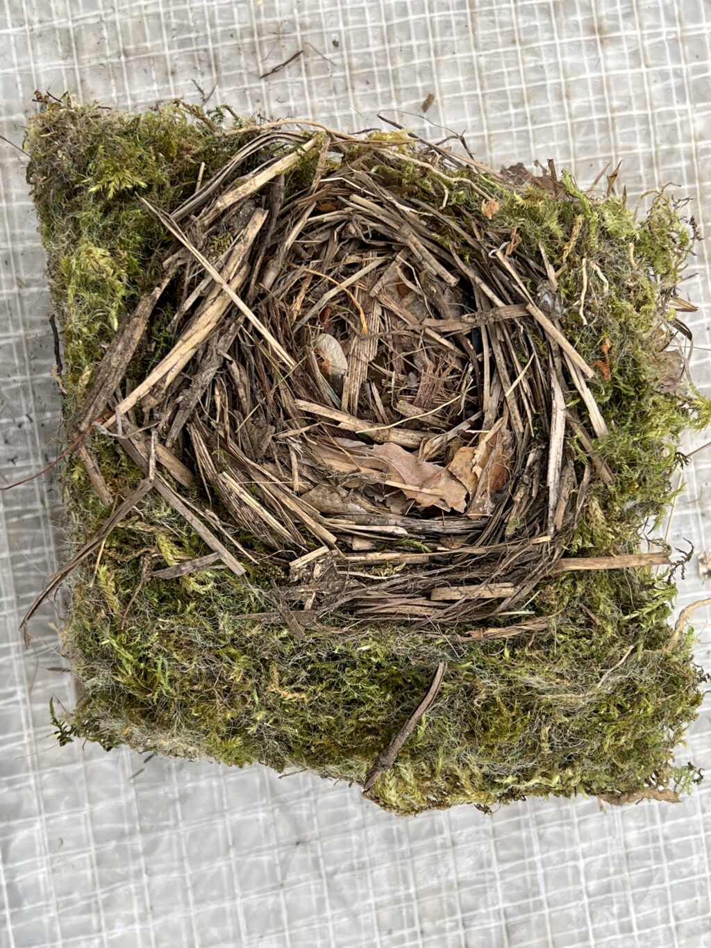 Gartenrotschwanz-Nest von unten - Brutjahr 2021 - Freizeitgärten Hagnau, Birsfelden (© NVVB)