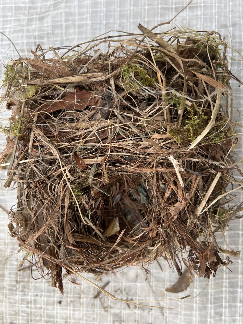 Gartenrotschwanz-Nest - Brutjahr 2021 - Freizeitgärten Hagnau, Birsfelden (© NVVB)