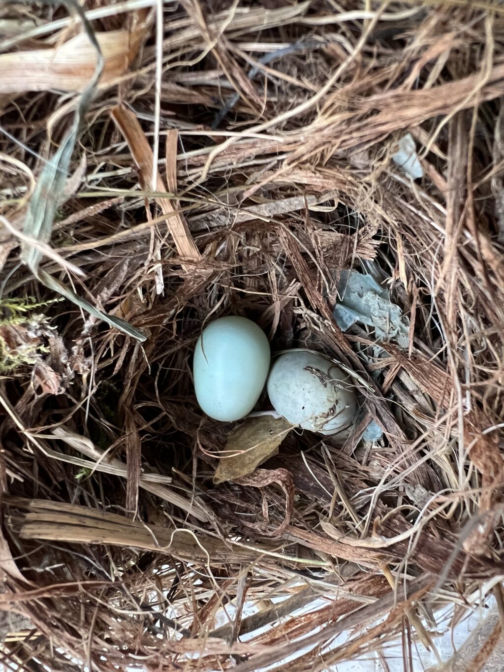 Gartenrotschwanz-Nest mit zwei unbefruchteten Eiern - Brutjahr 2021 - Freizeitgärten Hagnau, Birsfelden (© NVVB)