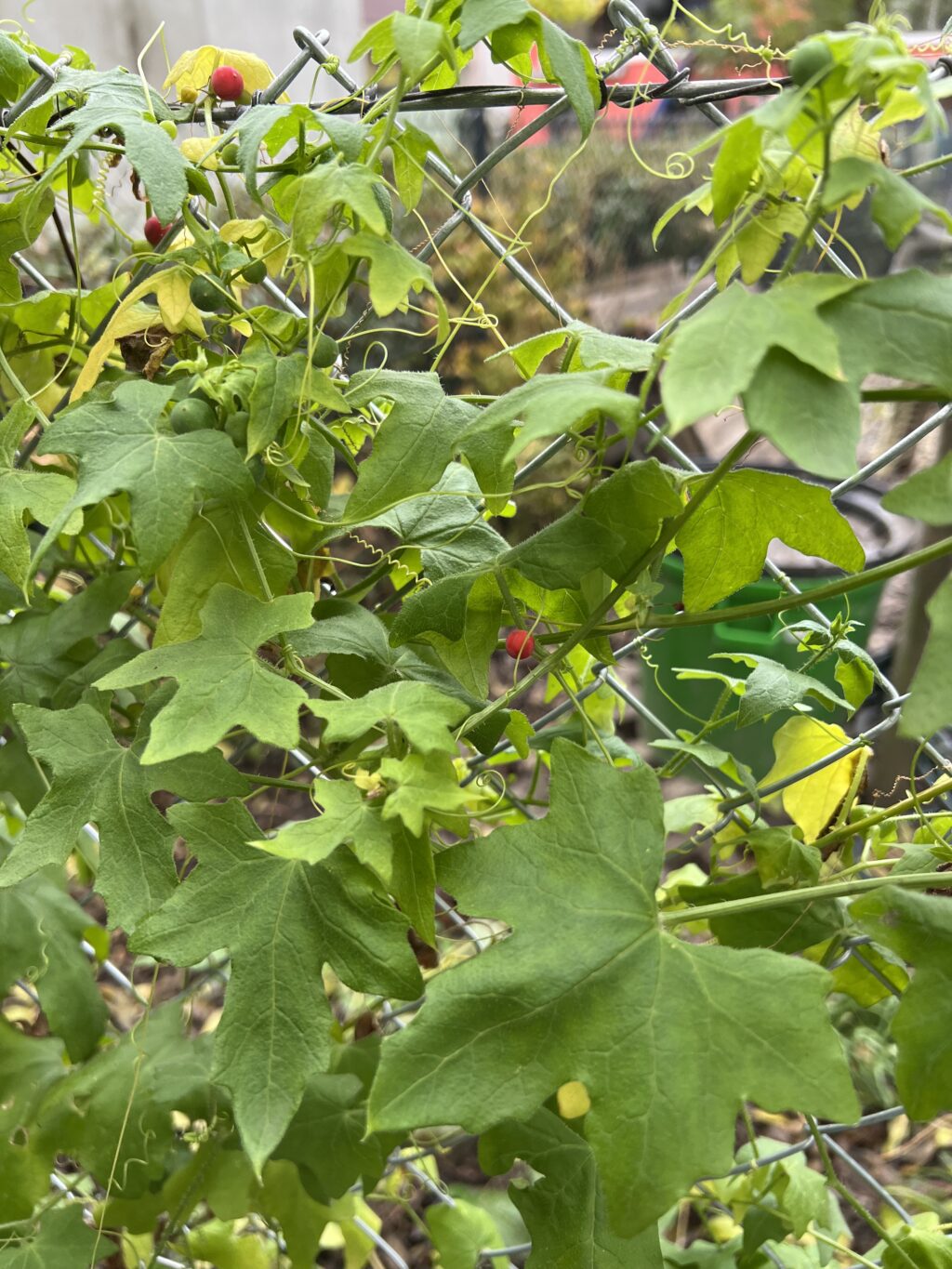 Zaunrübe - NVVB Naturgarten Birsköpfli, 15.November 2022 © NVVBirsfelden