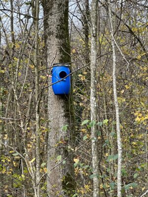 Waldkauz Nistkastenkontrolle, 27. November 2022 © NVVBirsfelden