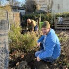 Wurzelstöcke werden ausgehebelt - Naturgarten Birsköpfli, 07.Januar 2023 © NVVB