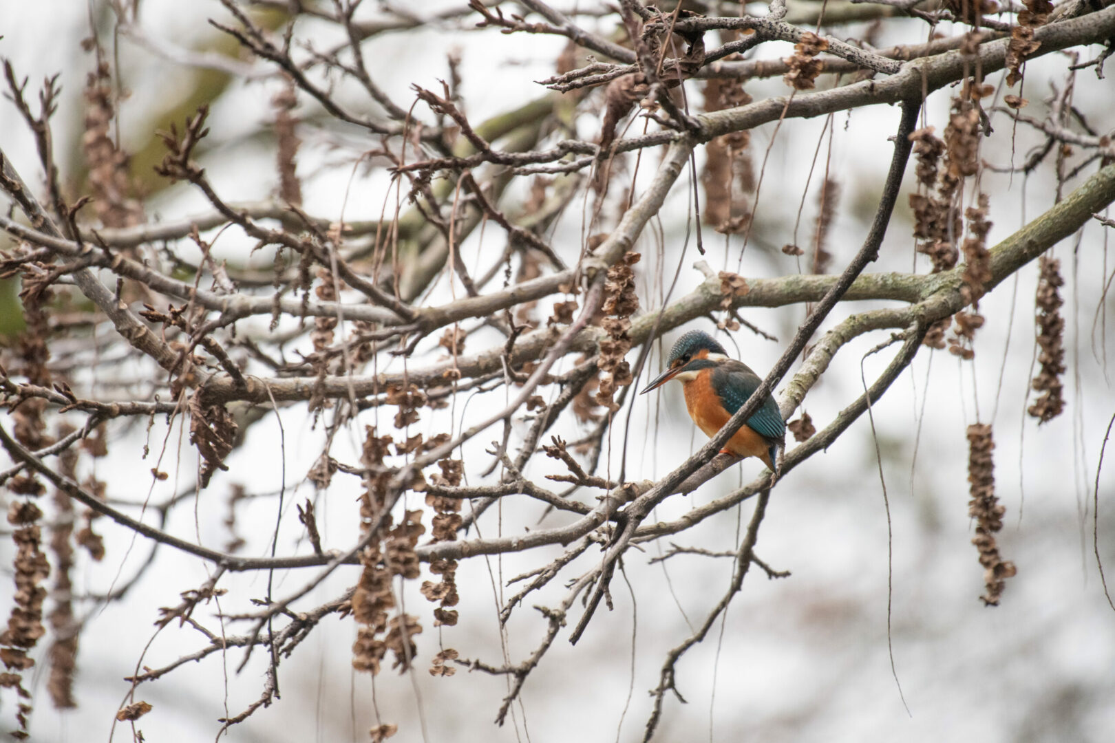 Eisvogel © Zoo Basel