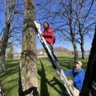 Aufhängen der Gartenrotschwanz Nistkästen, Kraftwerkinsel, 5. April 2023 © NVVB