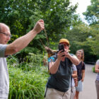 Teichrohrsänger Nest, Natur neben den Gehegen - Zoo Basel, 14. Juli 2023 © Ricardo Olveira