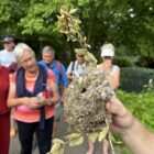 Schwanzmeisen Nest, Natur neben den Gehegen - Zoo Basel, 14. Juli 2023 ©NVVB