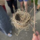 Mönchsgrasmücken Nest, Natur neben den Gehegen - Zoo Basel, 14. Juli 2023 ©NVVB