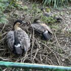 Natur neben den Gehegen - Zoo Basel, 14. Juli 2023 ©NVVB