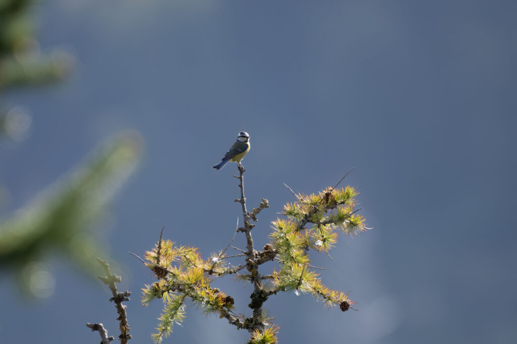 Blaumeise - EuroBirdwatch 2023, 8. Oktober 2023 © Ricardo Olveira