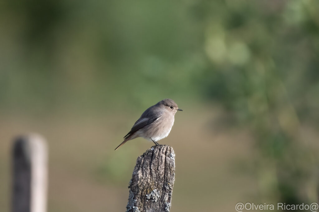 Hausrotschwanz weibchenfarbig - EuroBirdwatch 2023, 8. Oktober 2023 © Ricardo Olveira