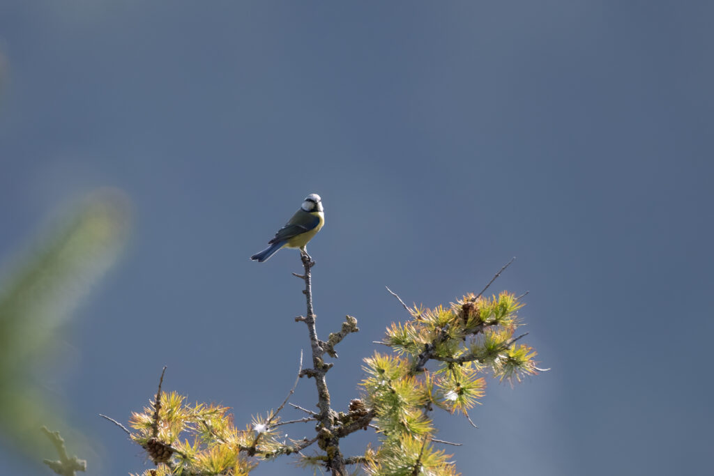 Blaumeise - EuroBirdwatch 2023, 8. Oktober 2023 © Ricardo Olveira