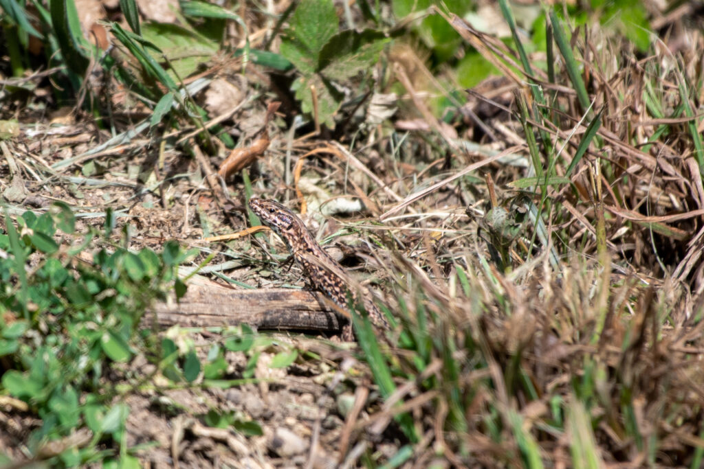 Mauereidechse - EuroBirdwatch 2023, 8. Oktober 2023 © Ricardo Olveira