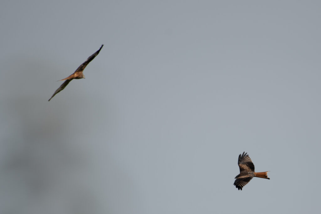 Rotmilane - EuroBirdwatch 2023, 8. Oktober 2023 © Ricardo Olveira