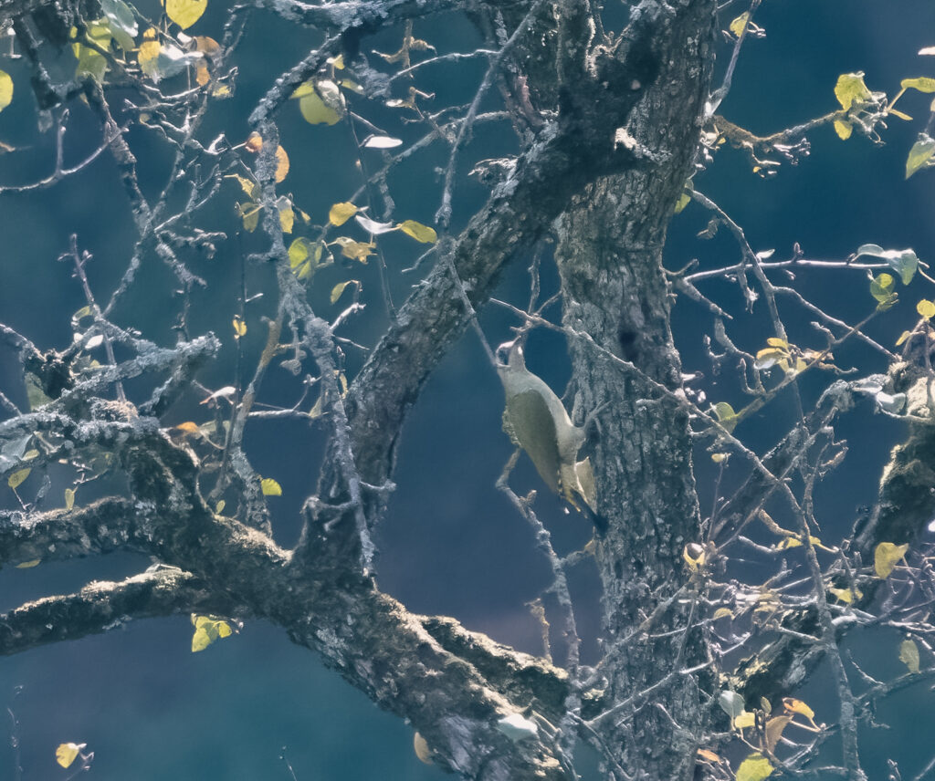 Grünspecht - EuroBirdwatch 2023, 8. Oktober 2023 © Ricardo Olveira