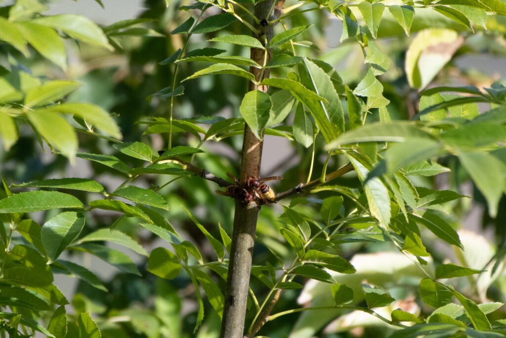 Hornissen - EuroBirdwatch 2023, 8. Oktober 2023 © Ricardo Olveira