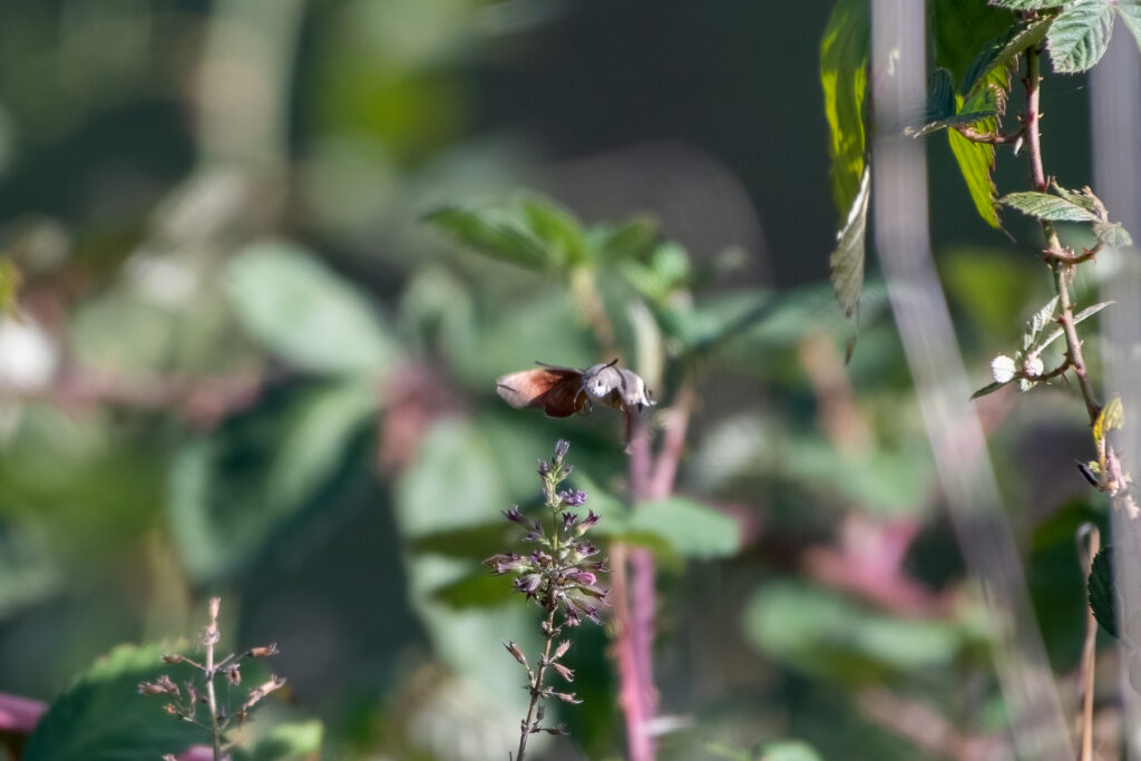 Taubenschwänzchen - EuroBirdwatch 2023, 8. Oktober 2023 © Ricardo Olveira