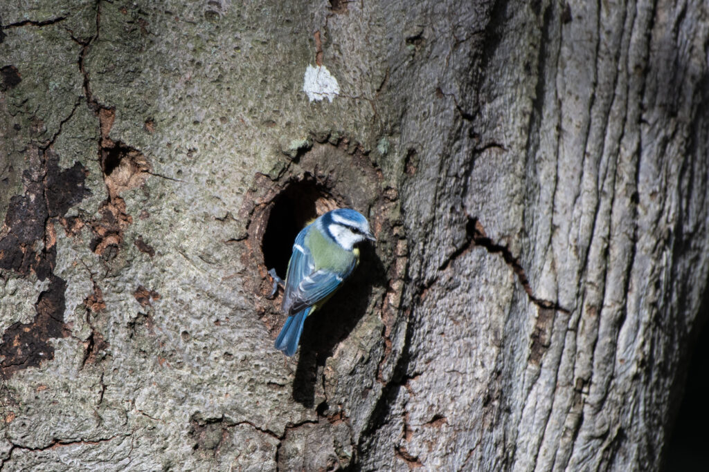 Blaumeise - EuroBirdwatch 2023, 8. Oktober 2023 © Ricardo Olveira