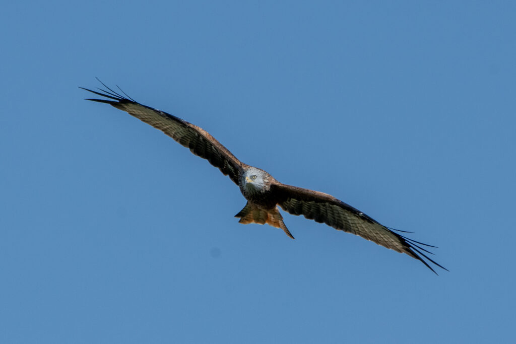 Rotmilan - EuroBirdwatch 2023, 8. Oktober 2023 © Ricardo Olveira