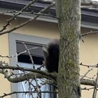 Ein Eichhörnchen im Baum neben dem Naturgarten Birsköpfli, 27. Januar 2024 © NVVB