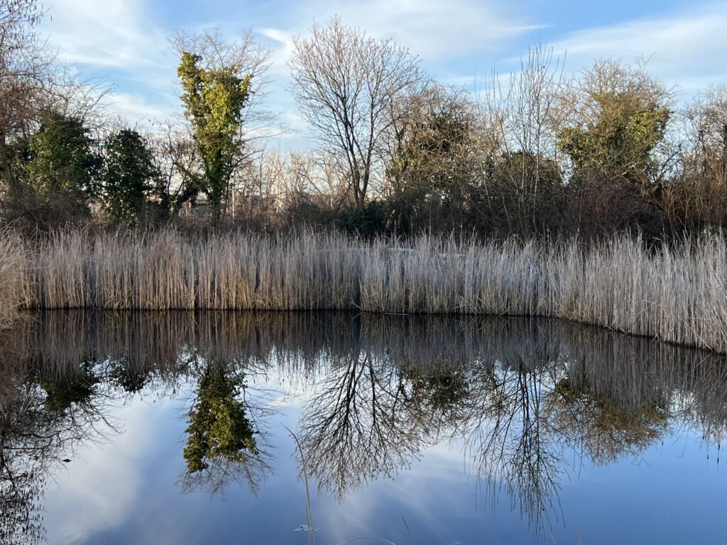 Teich «Biotop Am Stausee», 13.Februar 2024 © NVVBirsfelden