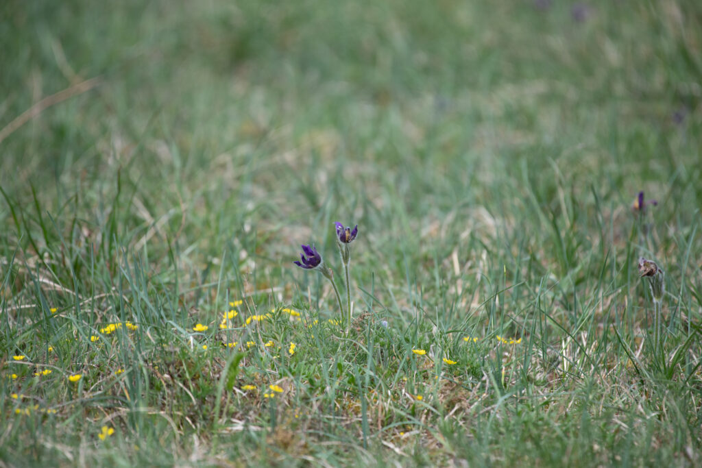 Gemeine Kuhschelle / Pulsatilla vulgaris - Veloexkursion Ile du Rhin, 7. Arpil 2024 © Ricardo Olveira