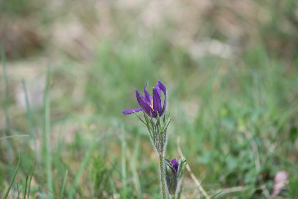 Gemeine Kuhschelle / Pulsatilla vulgaris - Veloexkursion Ile du Rhin, 7. Arpil 2024 © Ricardo Olveira