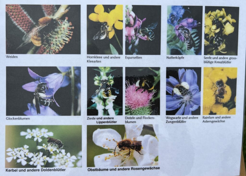 Wichtige Pflanzen für Wildbienen - Wildbienenkurs, 27. April 2024 © NVVB
