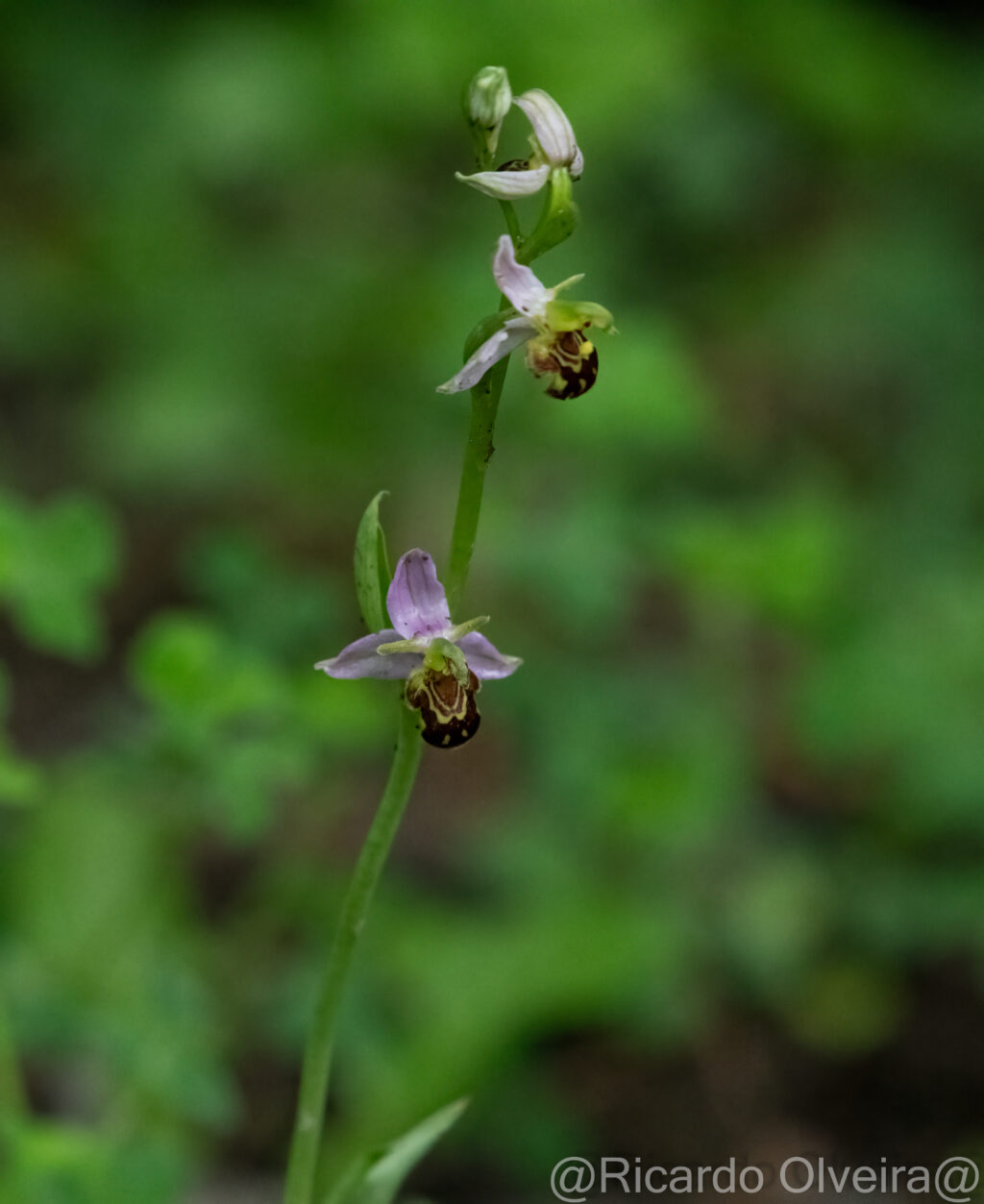 Bienen-Ragwurz - Petite Camargue, 1. Juni 2024 © Ricardo Olveira